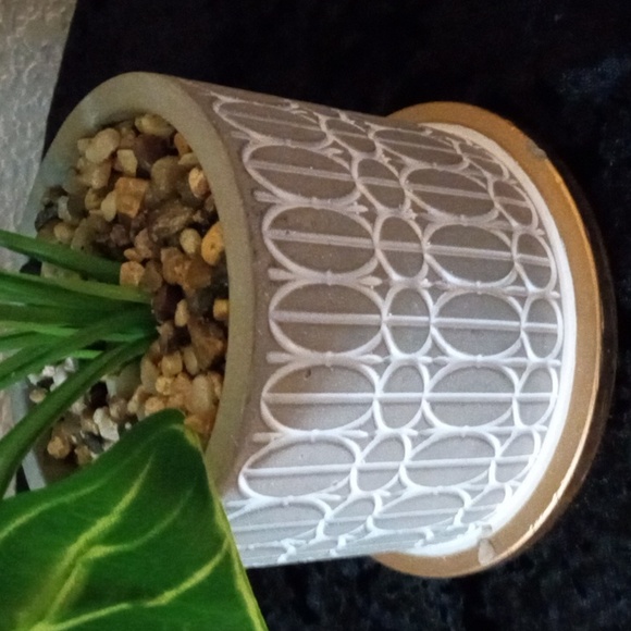 Green Elephant Ear /African Mask Plant in Decorative Pot - Picture 2 of 5